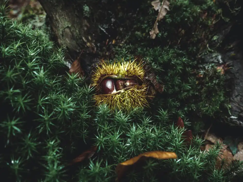 Castagna in un bosco in autunno caduta da un albero