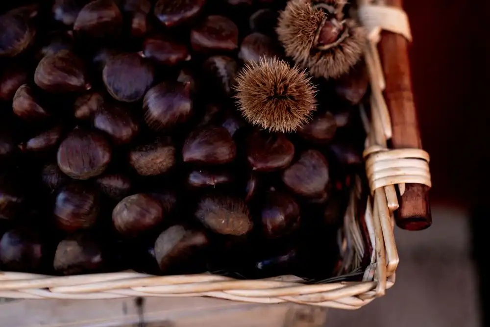 Cesto di castagne appena raccolte