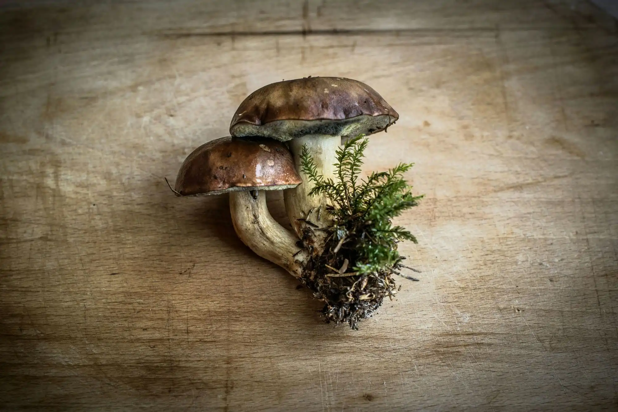 Funghi porcini su un tagliere di legno