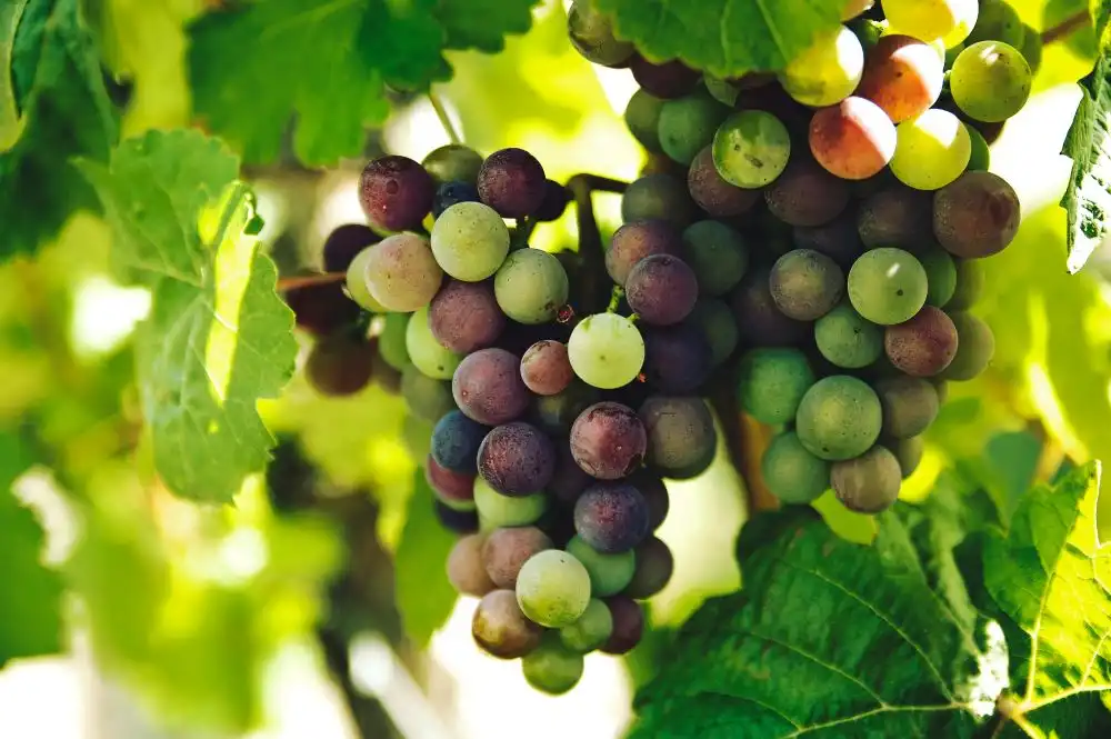 Grappolo di uva verde e rossa ancora appeso sulla pianta con delle belle foglie verdi