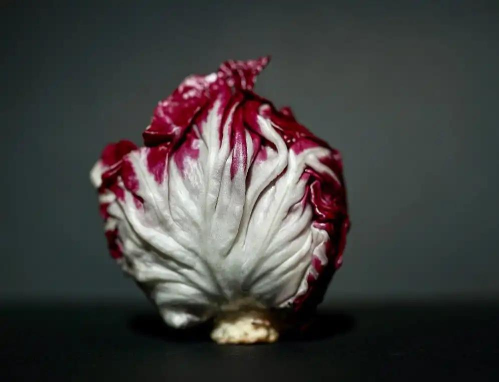 Pianta di radicchio rosso tondeggiante intera