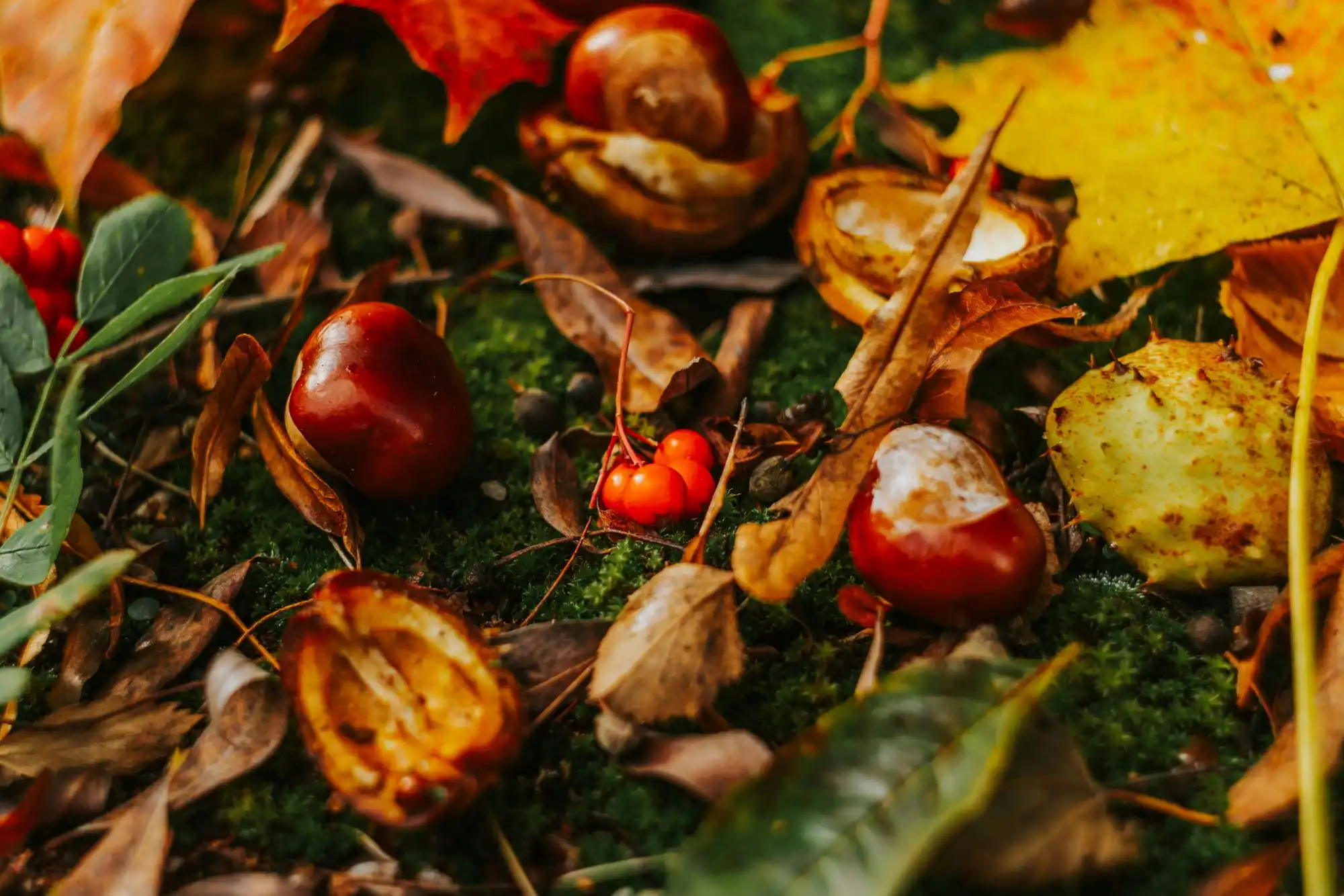 Raccolta delle castagne in autunno, un prato con diverse castagne e foglie autunnali