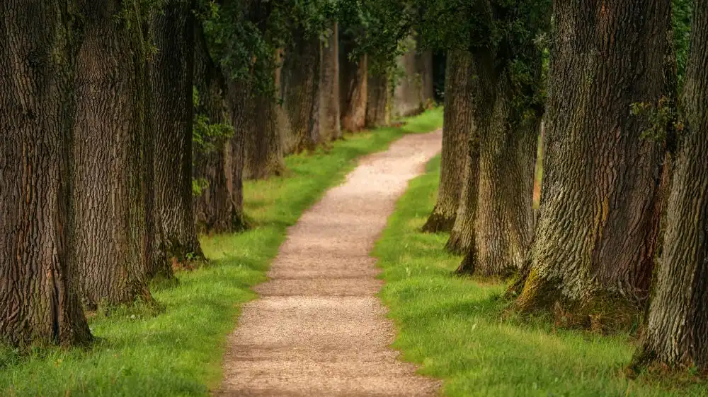 Sentiero circondato da alberi in un bosco