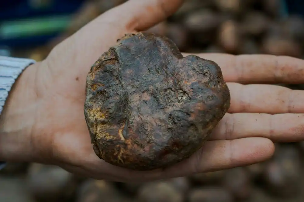 Tartufo fresco, tenuto su una mano, il tubero ha la stessa dimensione